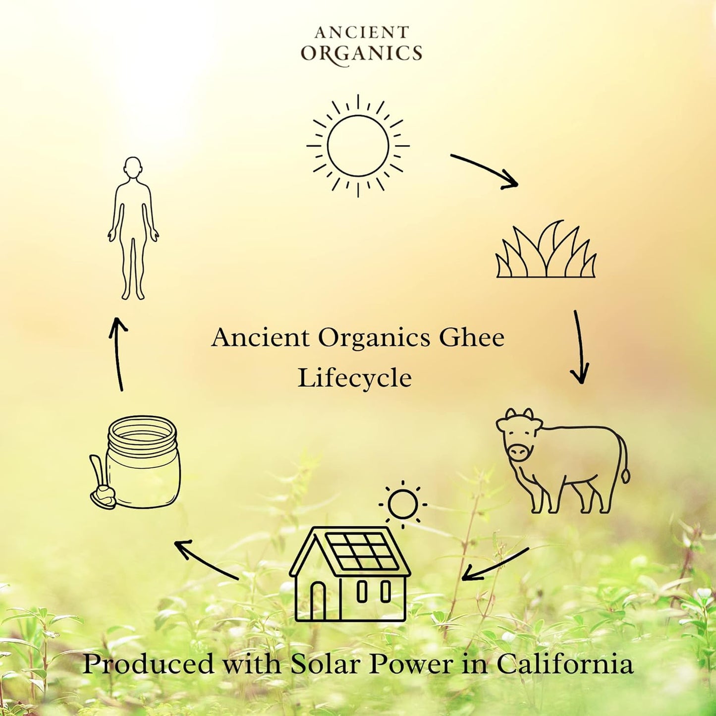 Ancient Organics Ghee, Organic Grass Fed Gluten Free Clarified Ghee Butter with Vitamins & Omegas, Lactose Free, 100% Certified Organic, Kosher, USDA Certified, Made in USA - 16 Fl Oz (Pack of 2)