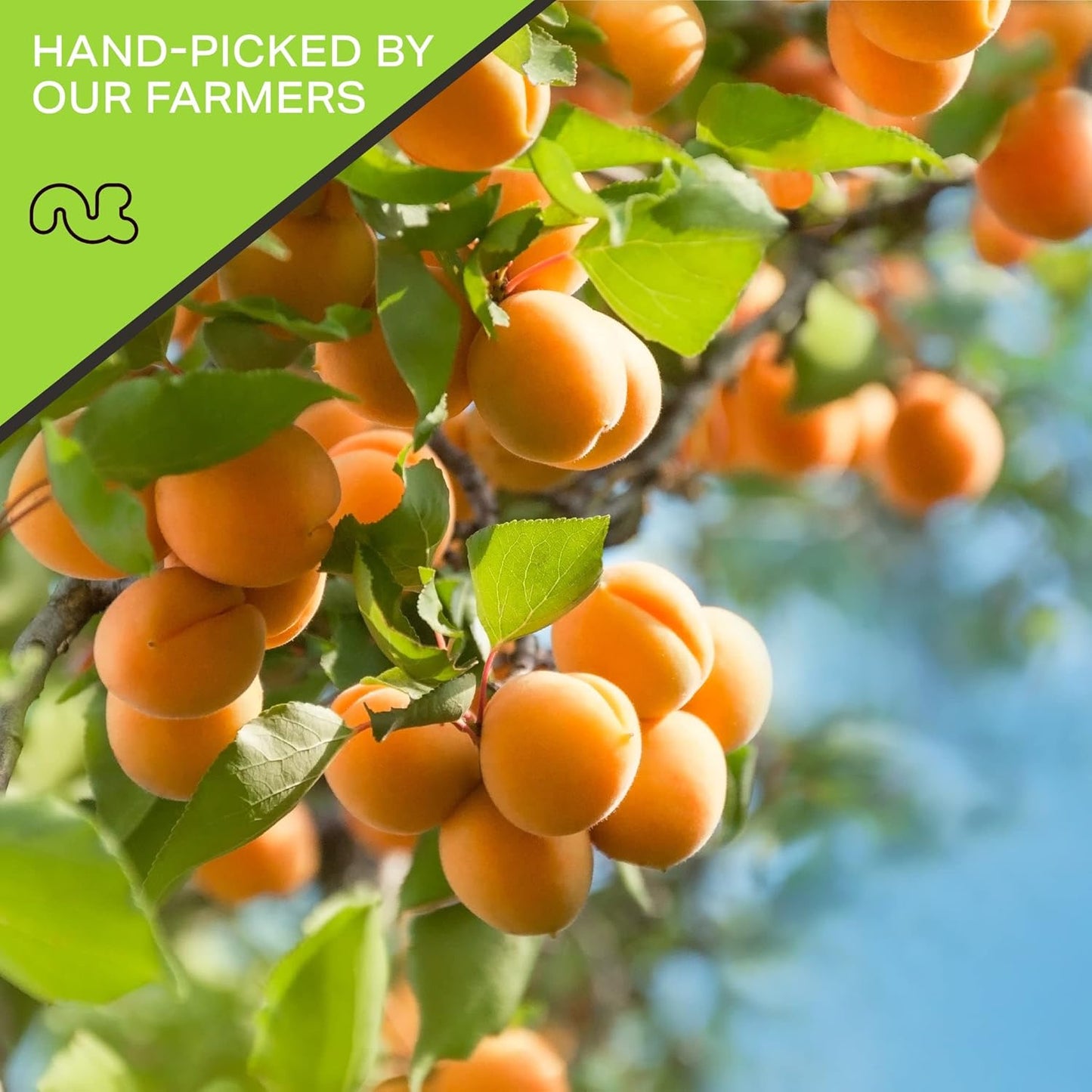 NUT CRAVINGS - Sun Dried Turkish Apricots, No Sugar Added (32oz, 2 LB) Bulk Dry Fruits Packed Fresh in Resealable Bag - Sweet Healthy Snack, Naturally Grown, Vegan, Kosher