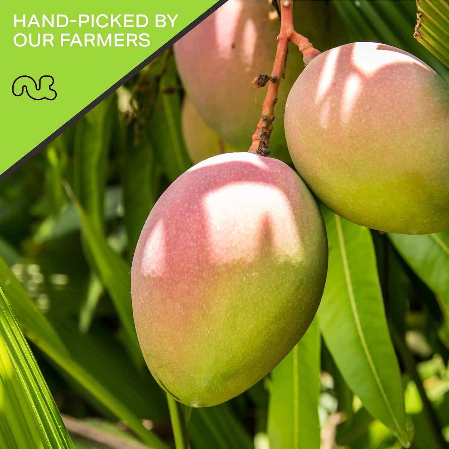 NUT CRAVINGS - Sun Dried Mango Slices, Lightly Sweetened (80oz, 5 LB) Bulk Dry Fruits Packed Fresh in Resealable Bag - Sweet Healthy Snack, Naturally Grown, Vegan, Kosher