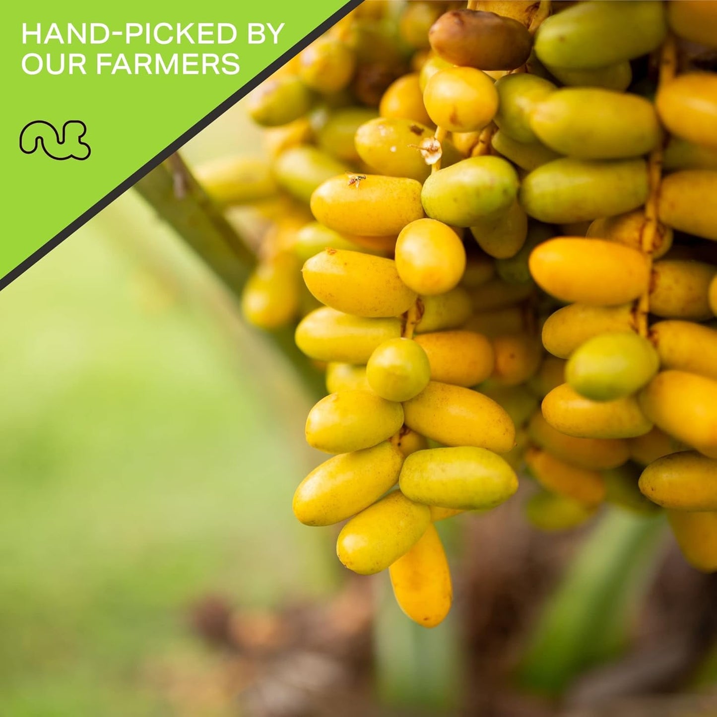 NUT CRAVINGS - Sun Dried Deglet Noor Dates Pitted, No Sugar Added (32oz, 2 LB) Bulk Dry Fruits Packed Fresh in Resealable Bag - Sweet Healthy Snack, Naturally Grown, Vegan, Kosher