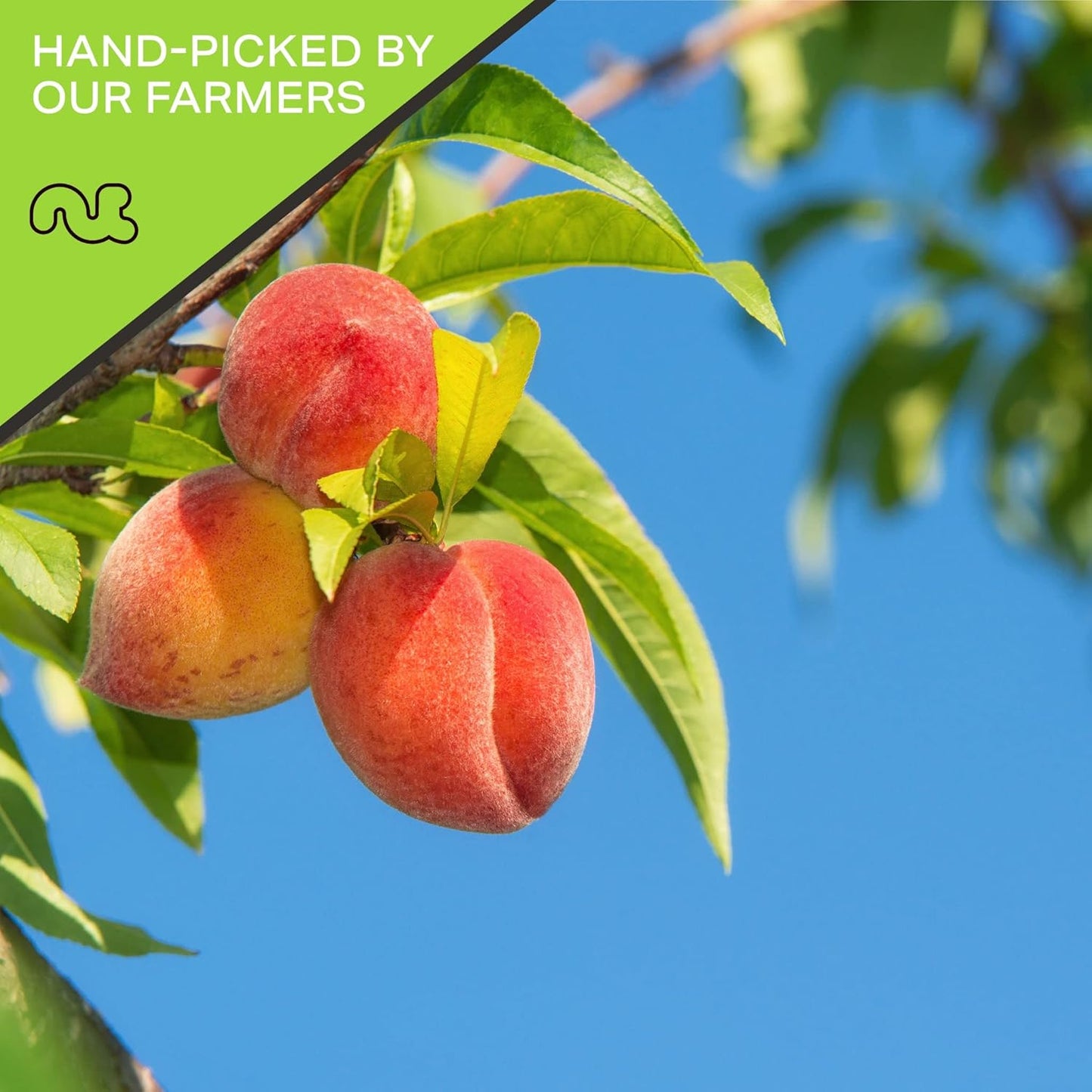 NUT CRAVINGS - Sun Dried California Peaches, No Sugar Added (16oz, 1 LB) Bulk Dry Fruits Packed Fresh in Resealable Bag - Sweet Healthy Snack, Naturally Grown, Vegan, Kosher