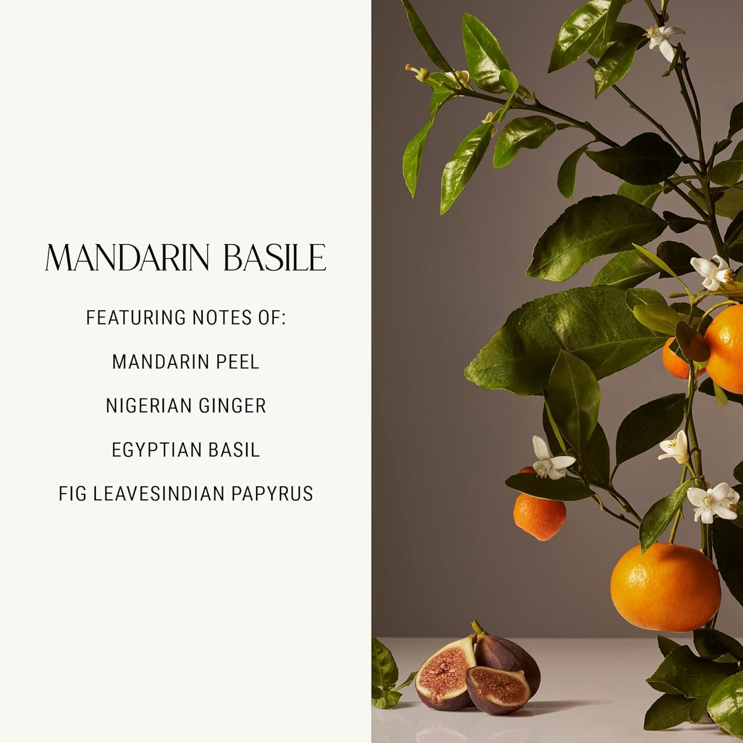 Homecourt Dish Soap, Dishwashing Liquid with Clean Ingredients, Non-Toxic & Skin-Safe, Safe for People & Pets, Mandarin Basile, 16 fl oz