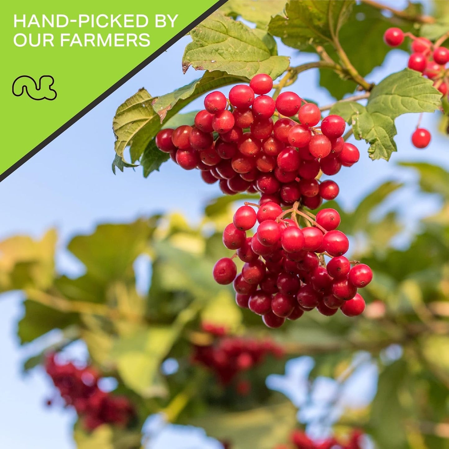 NUT CRAVINGS - Sun Dried Whole Cranberries, Lightly Sweetened (80oz, 5 LB) Bulk Dry Fruits Packed Fresh in Resealable Bag - Sweet Healthy Snack, Naturally Grown, Vegan, Kosher