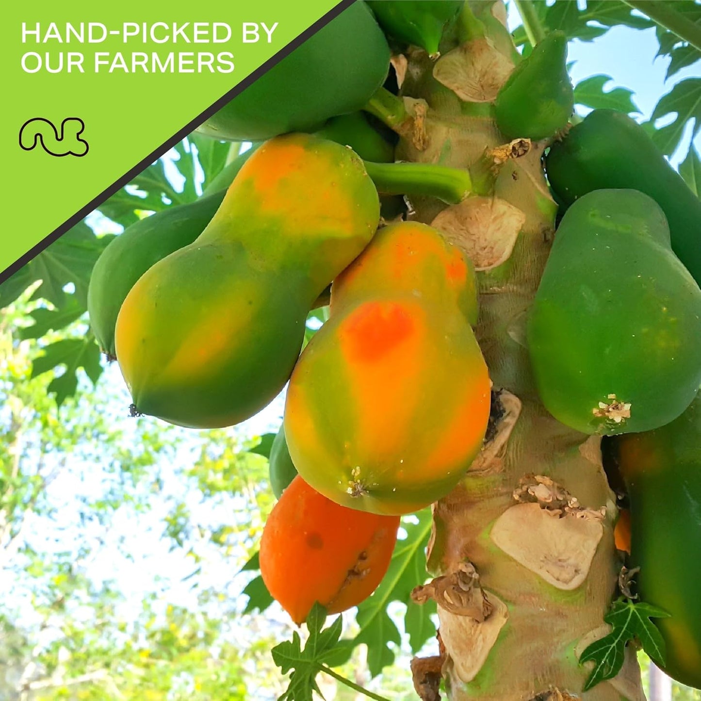 NUT CRAVINGS - Sun Dried Papaya Chunks, Lightly Sweetened (16oz, 1 LB) Bulk Dry Fruits Packed Fresh in Resealable Bag - Sweet Healthy Snack, Naturally Grown, Vegan, Kosher