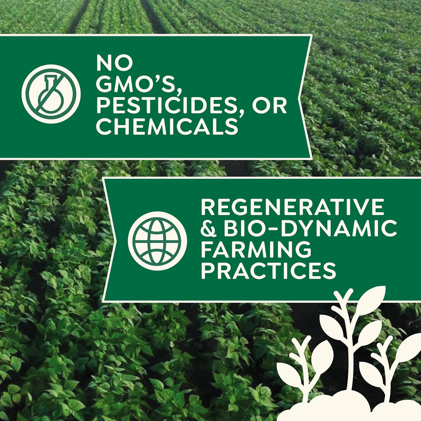 Organic Buckwheat Flour 5 lb - Non-GMO, USDA Organic, Gluten Free, Vegan - For Baking Bread, Pancakes, and More! Grown In USA, Farmed From Regenerative Soil by Doudlah Farms