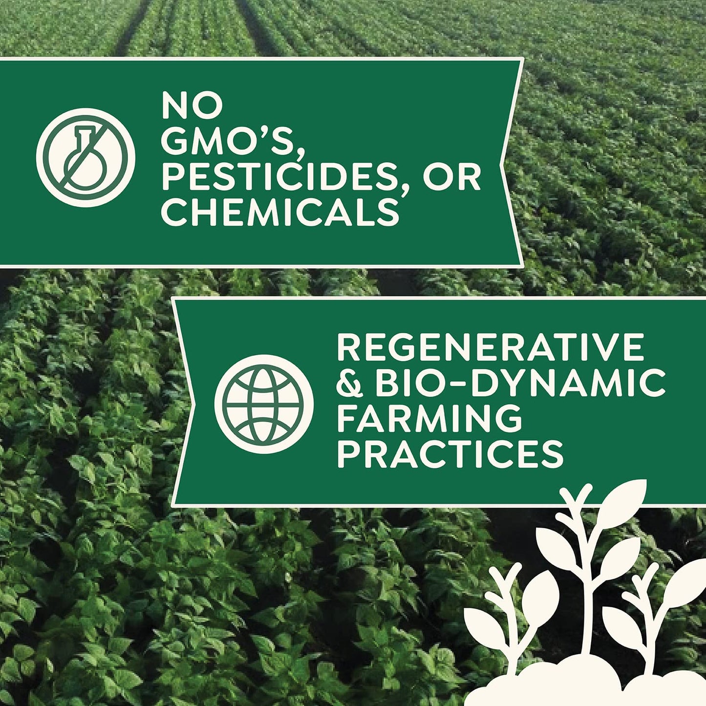 Organic Rye Flour 5 lb - Non-GMO, USDA Organic, Vegan, For Baking Sourdough, Bread, and More! Grown In USA, Farmed From Regenerative Soil by Doudlah Farms