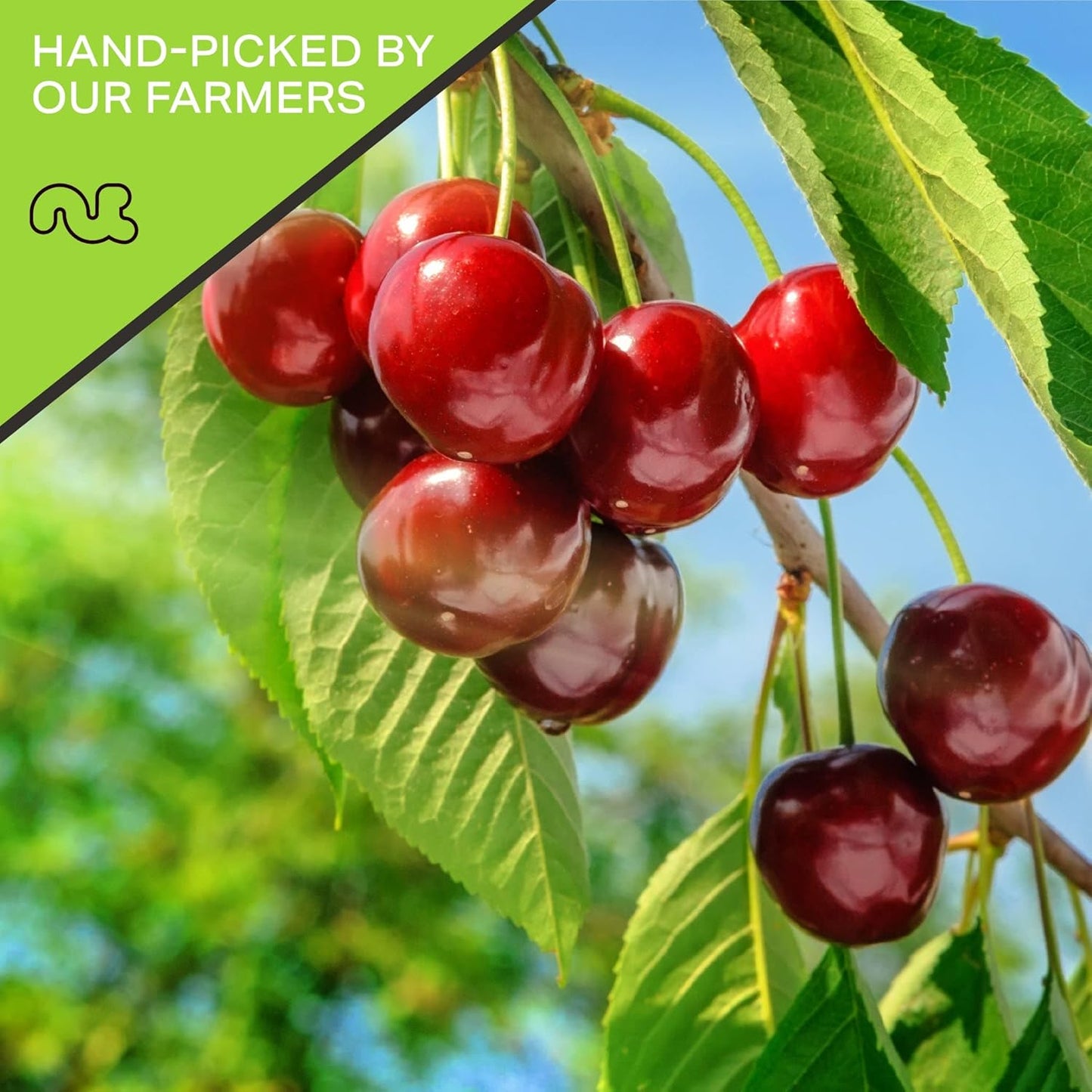 NUT CRAVINGS - Sun Dried Sour Tart Cherries, Lightly Sweetened (16oz, 1 LB) Bulk Dry Fruits Packed Fresh in Resealable Bag - Sweet Healthy Snack, Naturally Grown, Vegan, Kosher