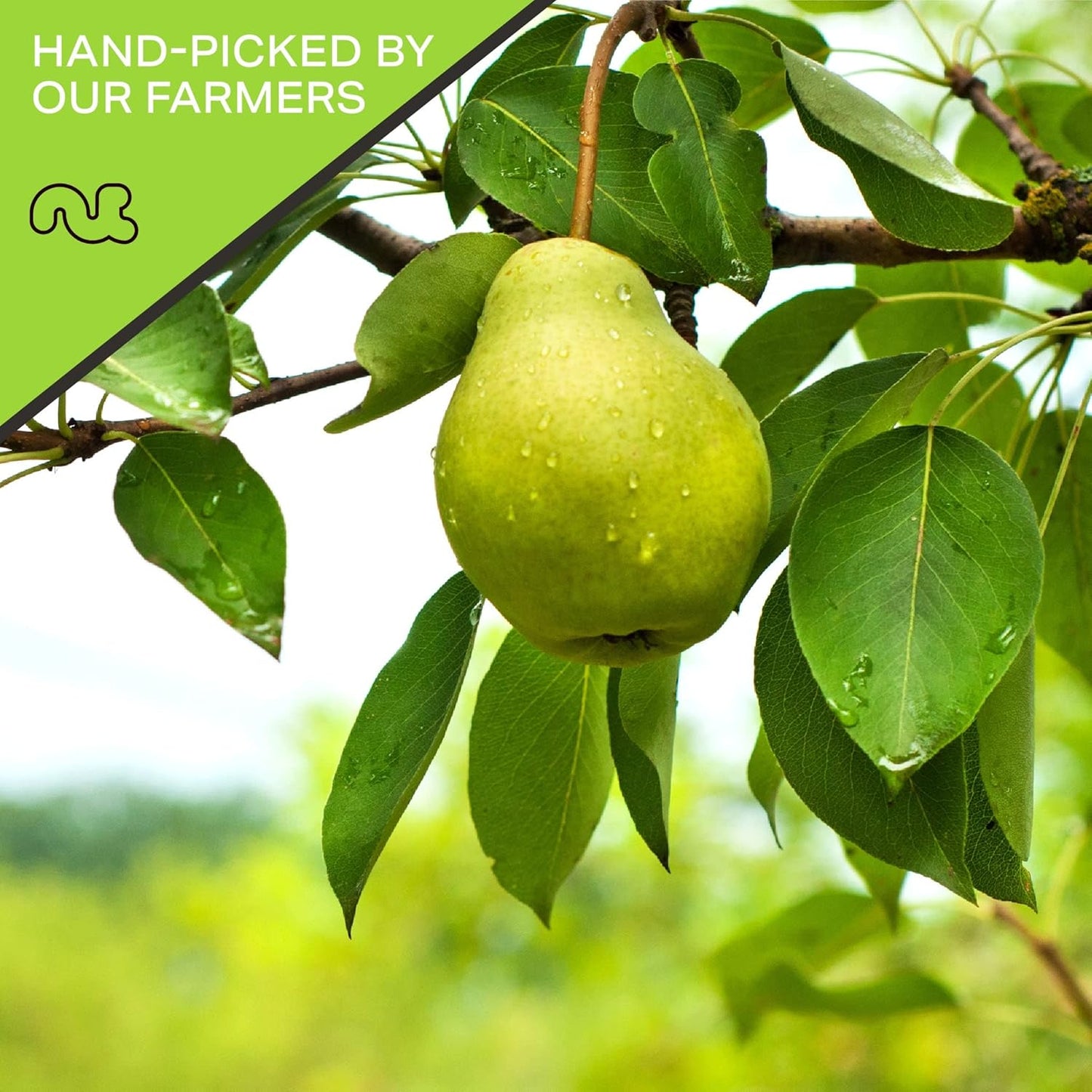 NUT CRAVINGS - Sun Dried California Pears, No Sugar Added (16oz, 1 LB) Bulk Dry Fruits Packed Fresh in Resealable Bag - Sweet Healthy Snack, Naturally Grown, Vegan, Kosher