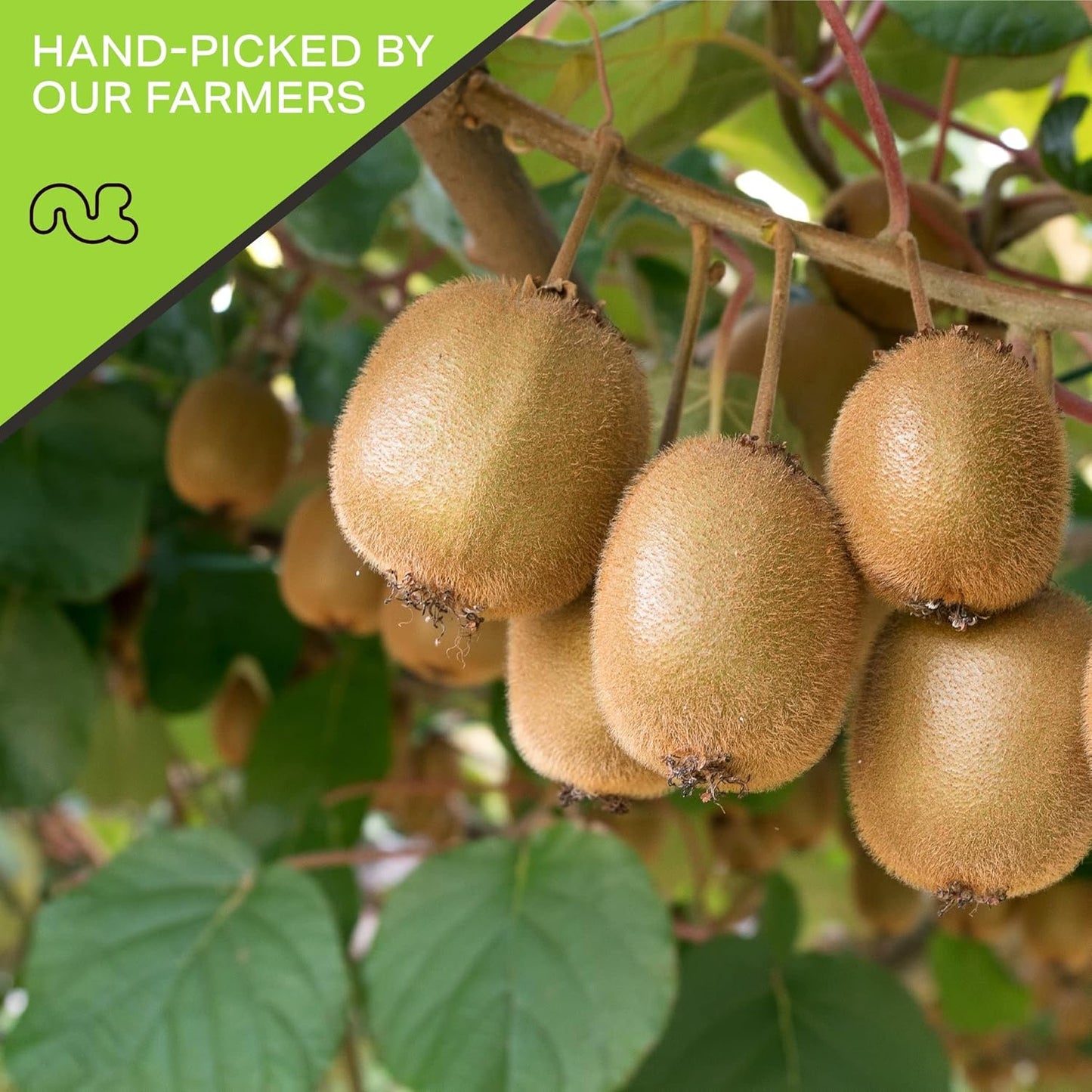 NUT CRAVINGS - Sun Dried Kiwi Slices, Lightly Sweetened (16oz, 1 LB) Bulk Dry Fruits Packed Fresh in Resealable Bag - Sweet Healthy Snack, Naturally Grown, Vegan, Kosher