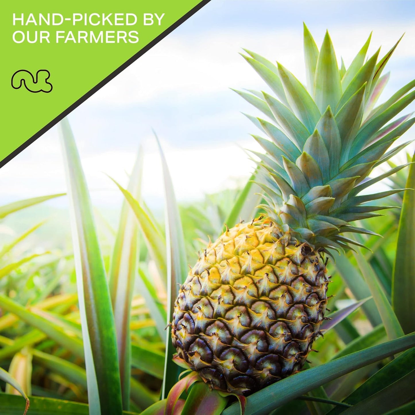 NUT CRAVINGS - Sun Dried Pineapple Chunks, Lightly Sweetened (32oz, 2 LB) Bulk Dry Fruits Packed Fresh in Resealable Bag - Sweet Healthy Snack, Naturally Grown, Vegan, Kosher