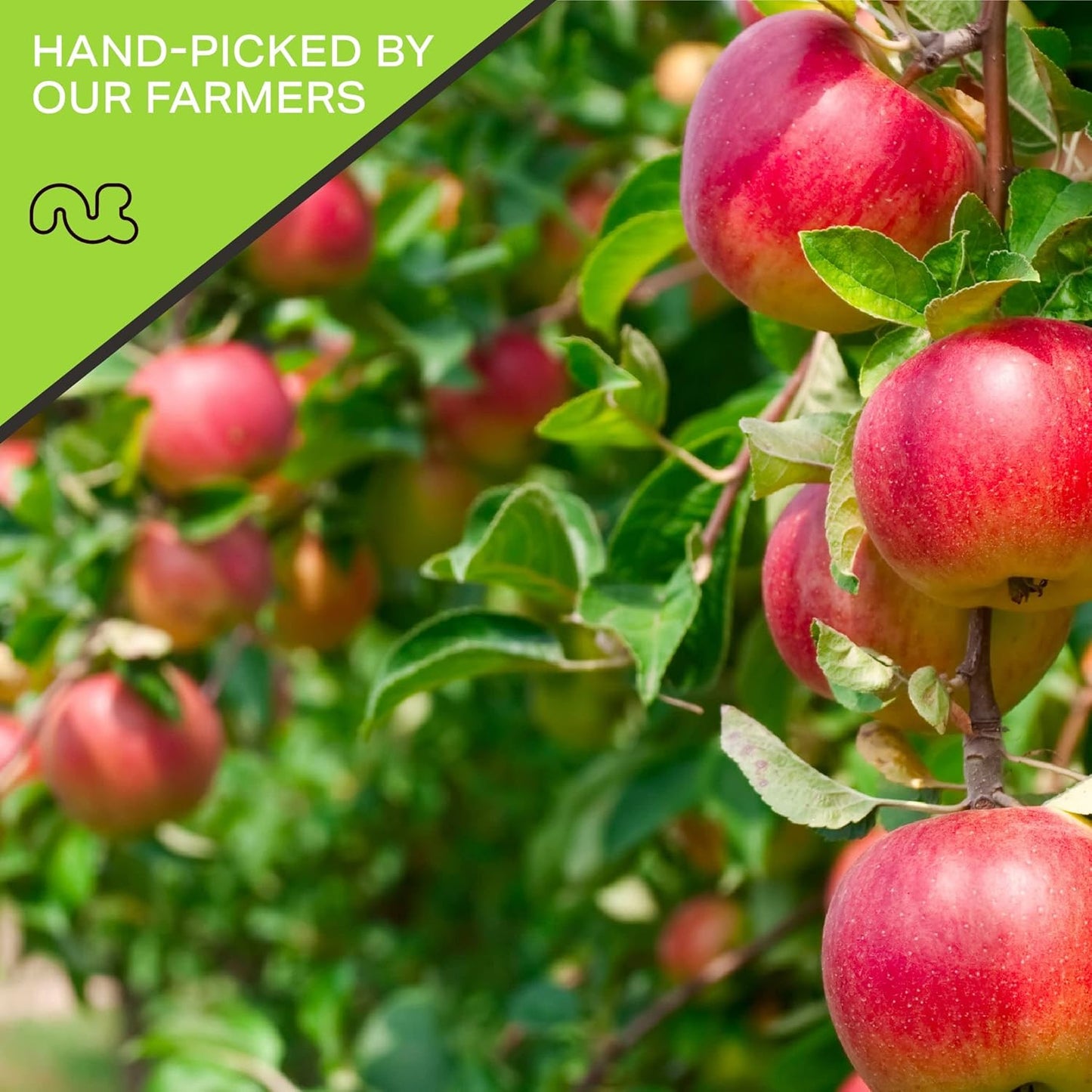 NUT CRAVINGS - Dried Apple Rings Slices, No Sugar Added - Chewy Soft Texture (32oz, 2 LB) Bulk Dry Fruits Packed Fresh in Resealable Bag - Sweet Healthy Snack, Naturally Grown, Vegan, Kosher